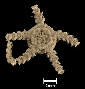 Media type: image;   Invertebrate Zoology OPH-260 Aspect: ventral